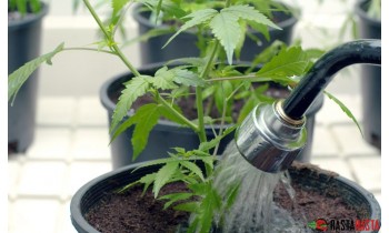 Правила выращивания семян марихуаны в индоре. Заключительная часть