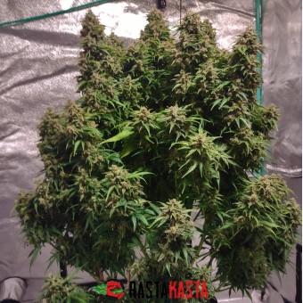 Auto White Widow Feminised by BullySeeds