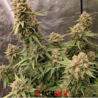 Auto Xtreme Feminised by BullySeeds