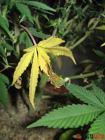 коричневые пятна на листьях марихуаны