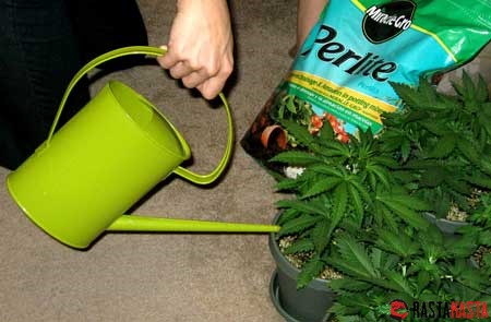 Сколько раз в день поливать марихуану как феминизировать семена конопли
